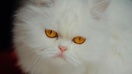 Fluffy White Cat with Striking Orange Eyes wallpaper