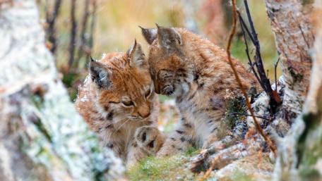 Lynx Family Bonding Moments wallpaper