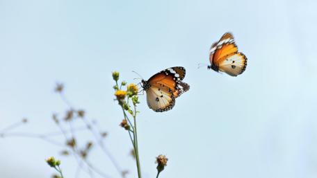 Graceful Butterflies Dancing Among Flowers wallpaper