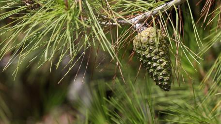 Nature's Evergreen Beauty Captured in Detail wallpaper
