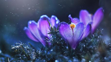 Spring's Blooming Crocuses in Gentle Rainfall wallpaper