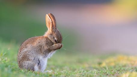 Adorable Rabbit Hiding Its Face wallpaper