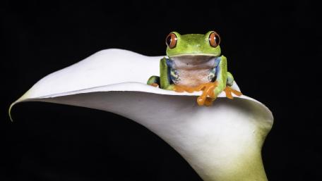 Vibrant Frog on Elegant Flower Petal wallpaper