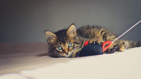 Playful Kitten Engaging with Toy Spider wallpaper