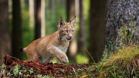 Majestic Lynx Exploring Its Woodland Realm wallpaper