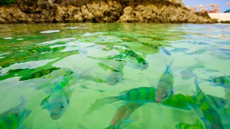 Underwater Serenity with Vibrant Fish Schooling wallpaper