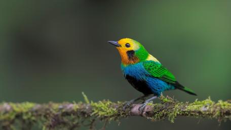 Vibrant Little Bird on a Mossy Branch wallpaper