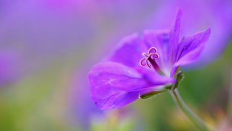 Purple Dreamy Floral Impression wallpaper