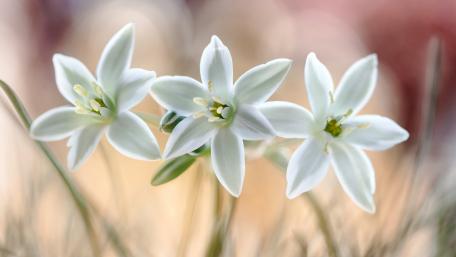 Delicate White Flower Trio for Serene Spaces wallpaper