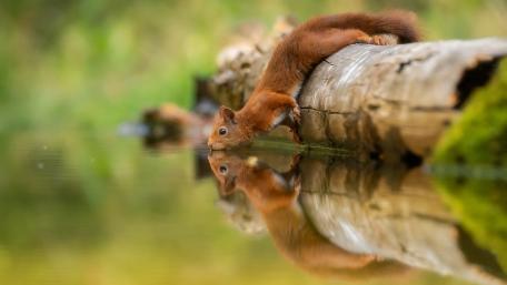 Charming Squirrel by the Water's Edge wallpaper