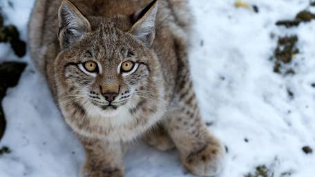 Regal Lynx in Snowy Wilderness wallpaper