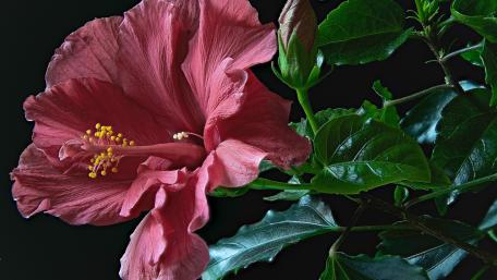 Blossoming Hibiscus in Vibrant Pink Shades wallpaper