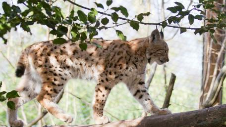 Graceful Lynx in Natural Habitat wallpaper