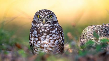 Majestic Owl in Nature's Embrace wallpaper