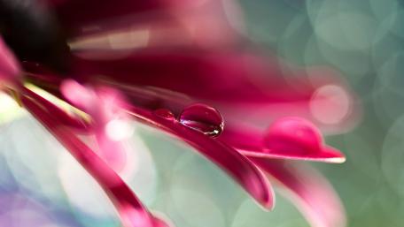 Delicate Waterdrop on Flower Petals wallpaper
