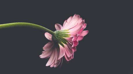Graceful Pink Flower in Dark Background wallpaper