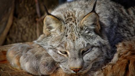 Majestic Lynx in Restful Slumber wallpaper
