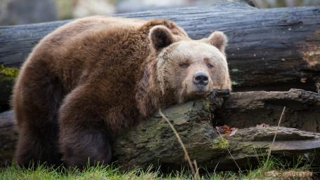 Majestic Bear Resting on Tree Trunk wallpaper