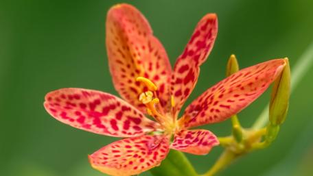 Vibrant Orchid Blossom in Bloom wallpaper