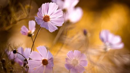 Delicate Lavender Blooms in Gentle Light wallpaper