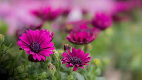Vibrant Purple Blossoms in Bloom wallpaper