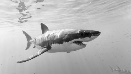 Majestic Shark Gliding Through Water wallpaper