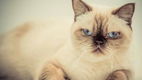 Fluffy Feline with Striking Blue Eyes wallpaper