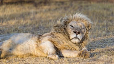 Majestic White Lion Relaxing in the Wild wallpaper