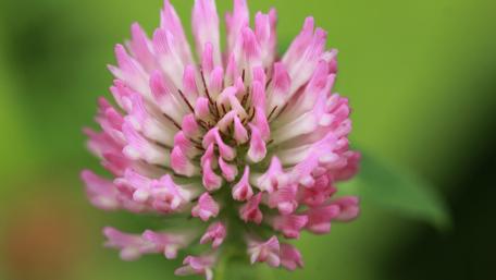 Delicate Pink Clover Flourishing in Nature wallpaper