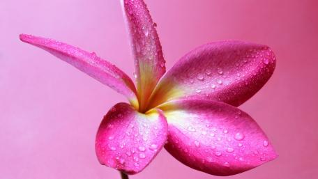 Delicate Pink Blossom with Dew Drops wallpaper