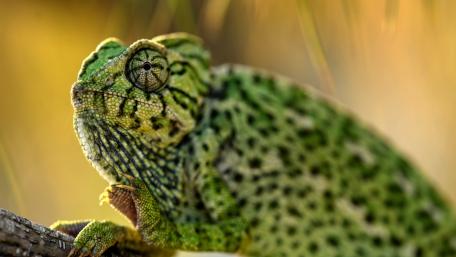 Vibrant Chameleon in Natural Habitat wallpaper