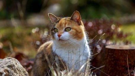 Adorable Cat in a Natural Setting wallpaper