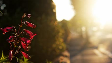Blooming Beauty in Golden Light wallpaper