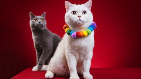 Charming Cats in Colorful Accessories wallpaper