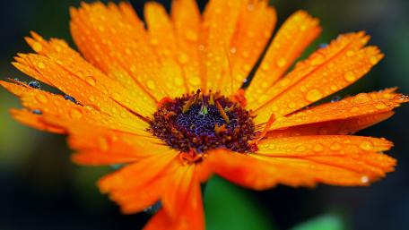 Vibrant Orange Blossom with Dew Drops wallpaper