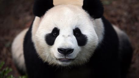Charming Panda Close-Up Wallpaper wallpaper