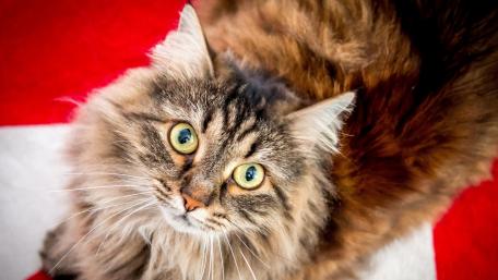 Fluffy Cat on a Vibrant Background wallpaper