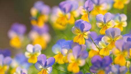 Vibrant Floral Symphony of Pansies in Bloom wallpaper