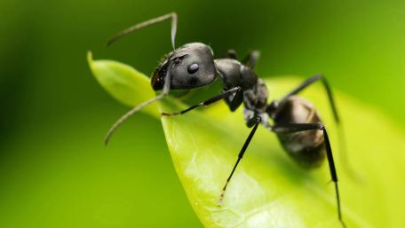 Intricate World of an Ant Close-Up Wallpaper wallpaper