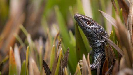 Lizard Hidden Among Vibrant Greenery wallpaper