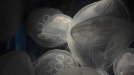 Glowing Jellyfish in Underwater Serenity wallpaper
