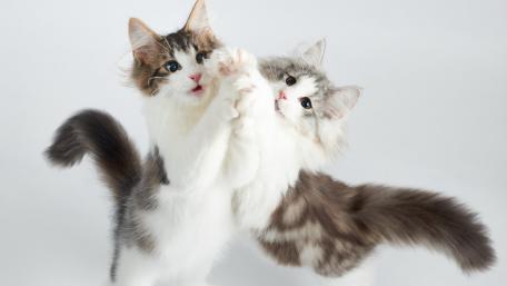 Playful Kittens Dancing Together wallpaper