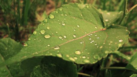 Nature's Serenity on a Leafy Canvas wallpaper