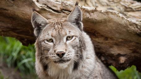 Majestic Lynx in Natural Habitat wallpaper