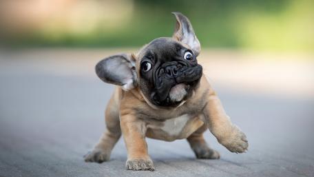 Playful French Bulldog Puppy Adventure wallpaper