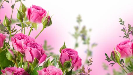 Delicate Pink Roses in Bloom wallpaper