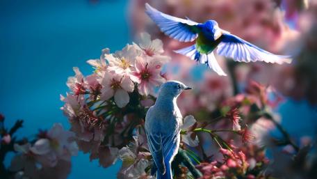 Vibrant Blue Birds Amid Blossoms in Springtime wallpaper