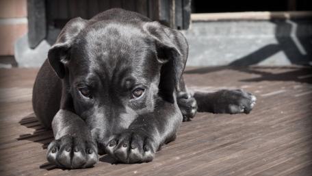 Adorable Black Dog Lazing in the Sunlight wallpaper