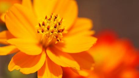 Vibrant Orange Blossom in Bloom wallpaper