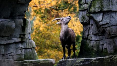 Majestic Goat in Mountain Landscape Above the Autumn Fall Colors wallpaper